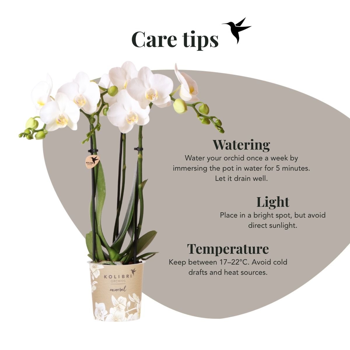 Kolibri Orchids | Witte Phalaenopsis Orchidee - Mineral Amabilis in Glow Travertine Sierpot met Giftbox - Ø9 cm