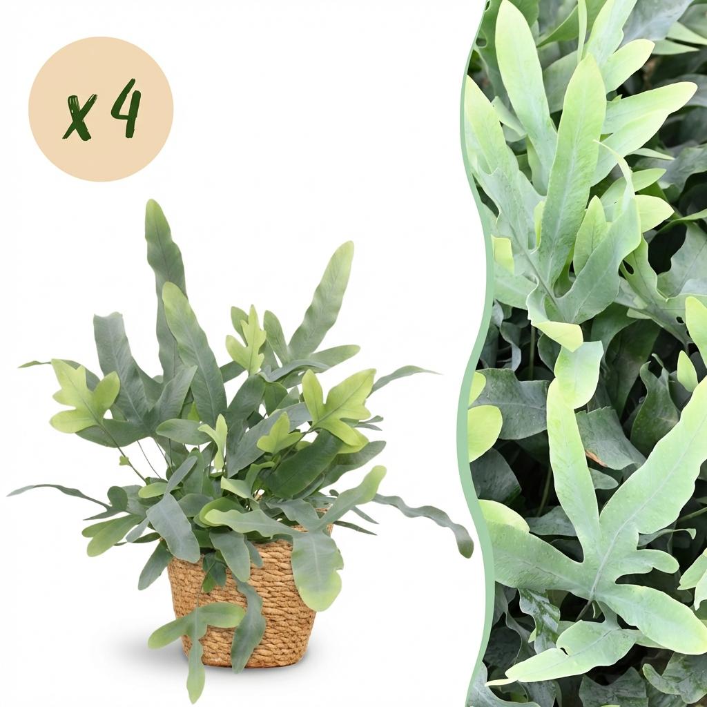 Phlebodium aureum Blue Star - Blauwe Varen - Huisdiervriendelijke Plant - Blauw - 4 Planten - met Mand - Pot 12cm - Hoogte 25cm