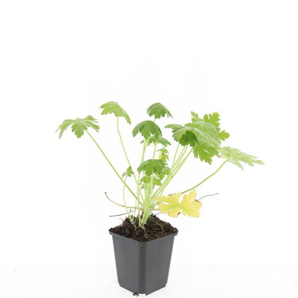 24x Geranium macr. 'Spessart' - ↕10-25cm - Ø9cm