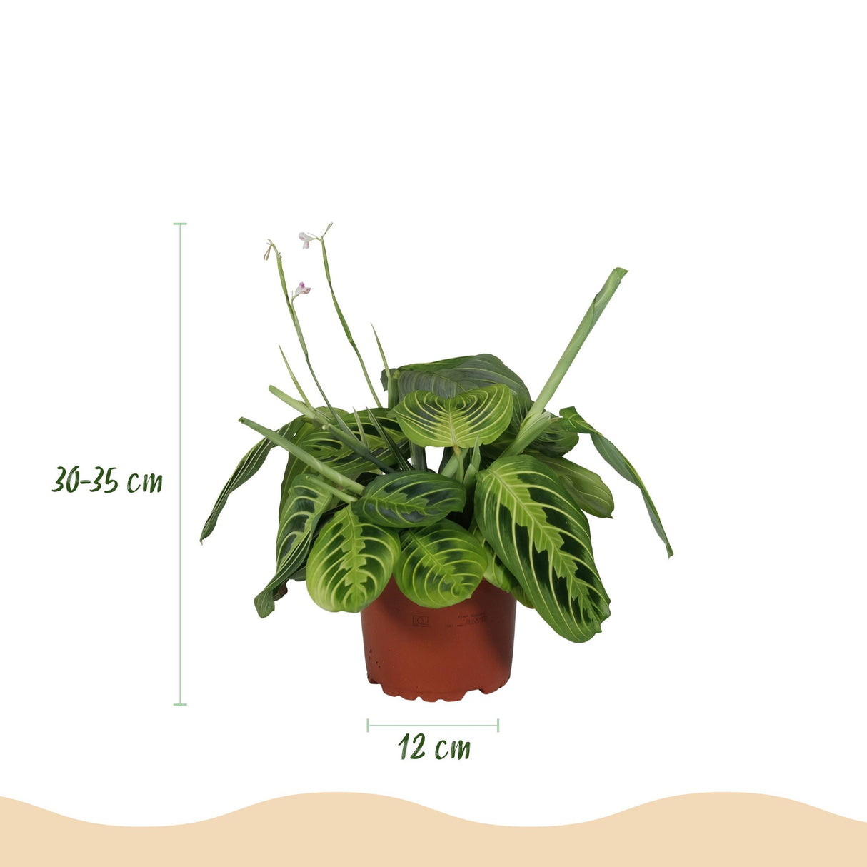 Maranta Fascinator Lemon Lime - Gebedsplant - Huisdiervriendelijke Plant - Groen - 4 Planten - met Potter Grijs - Pot 12cm - Hoogte 25cm
