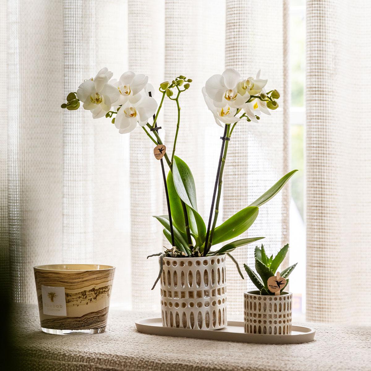 Kolibri Company | Plantenset Le Chic small | Witte Phalaenopsis Orchidee Amabilis en Succulent incl. keramieken sierpotten op crème organisch dienblad