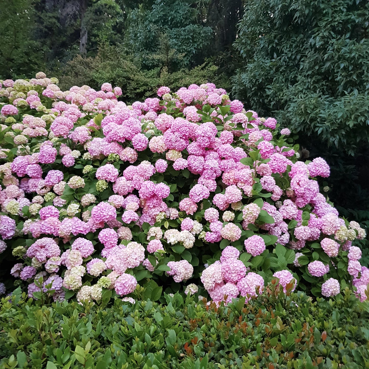 3x Hortensia / Hydrangea macrophylla Roze – ↕30 cm – ⌀17 cm