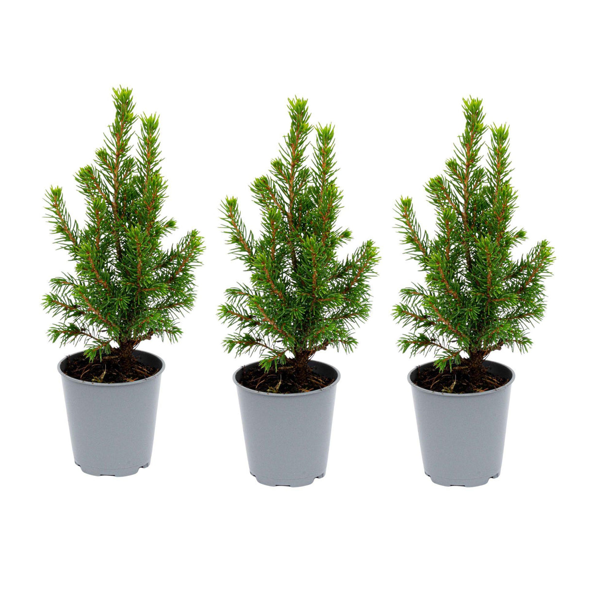 3x Mini-kerstboom - ↑15-20 cm - Ø 6 cm Picea Glauca Perfecta