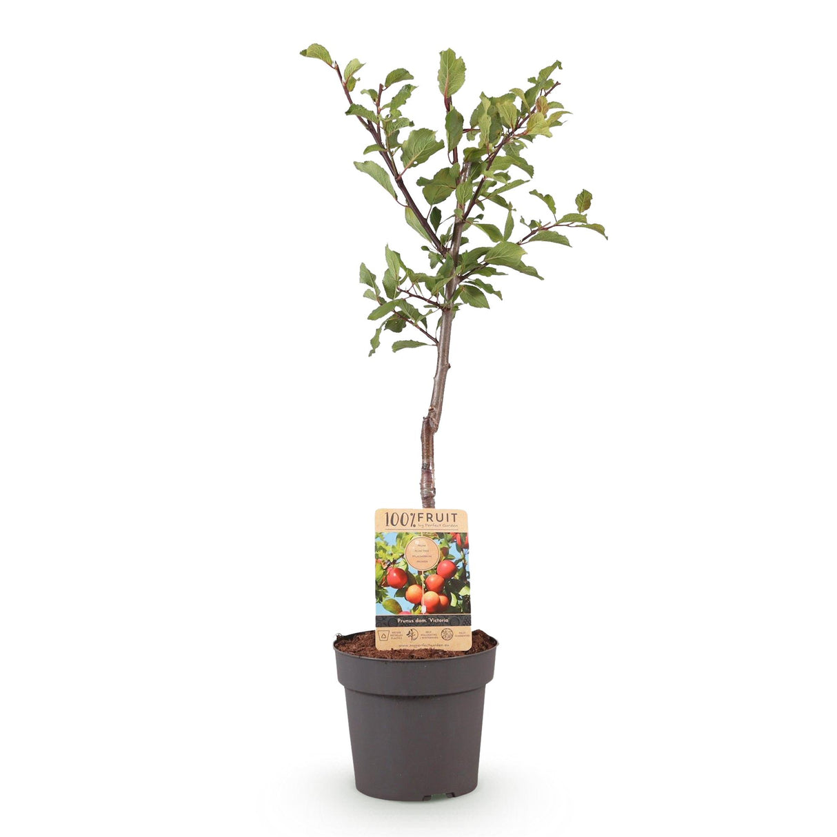 Pruimen boom - Prunus domestica Victoria - Rode Pruim - Pot 21cm Hoogte 90cm