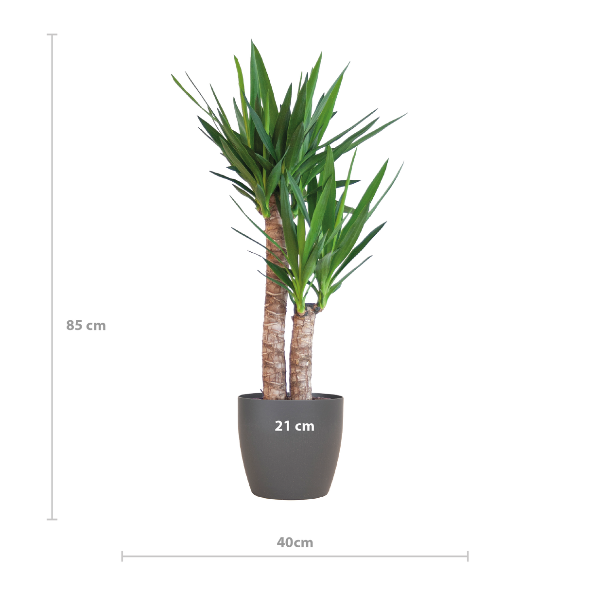 Yucca Elephantipes avec Viber noir - 90cm - Ø21
