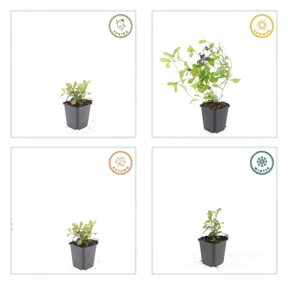 24x Ceratostigma plumbaginoides - ↕10-25cm - Ø9cm