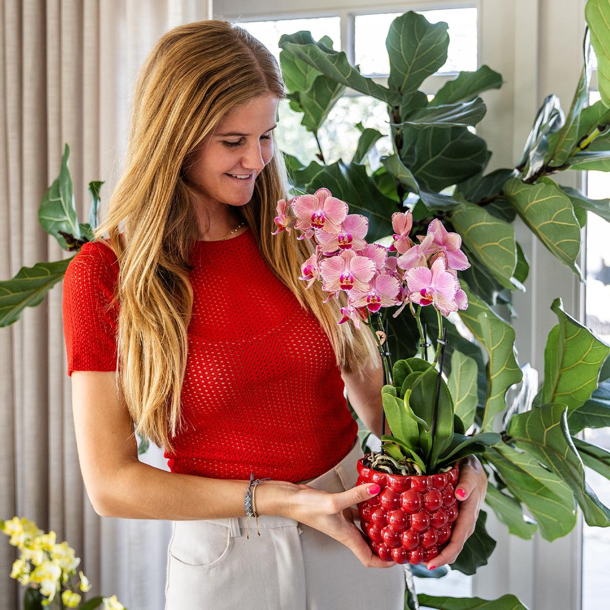 Kolibri Orchids | Oranje roze Phalaenopsis orchidee - Jewel Pirate Picotee - potmaat Ø12cm bloeiende kamerplant - vers van de kweker