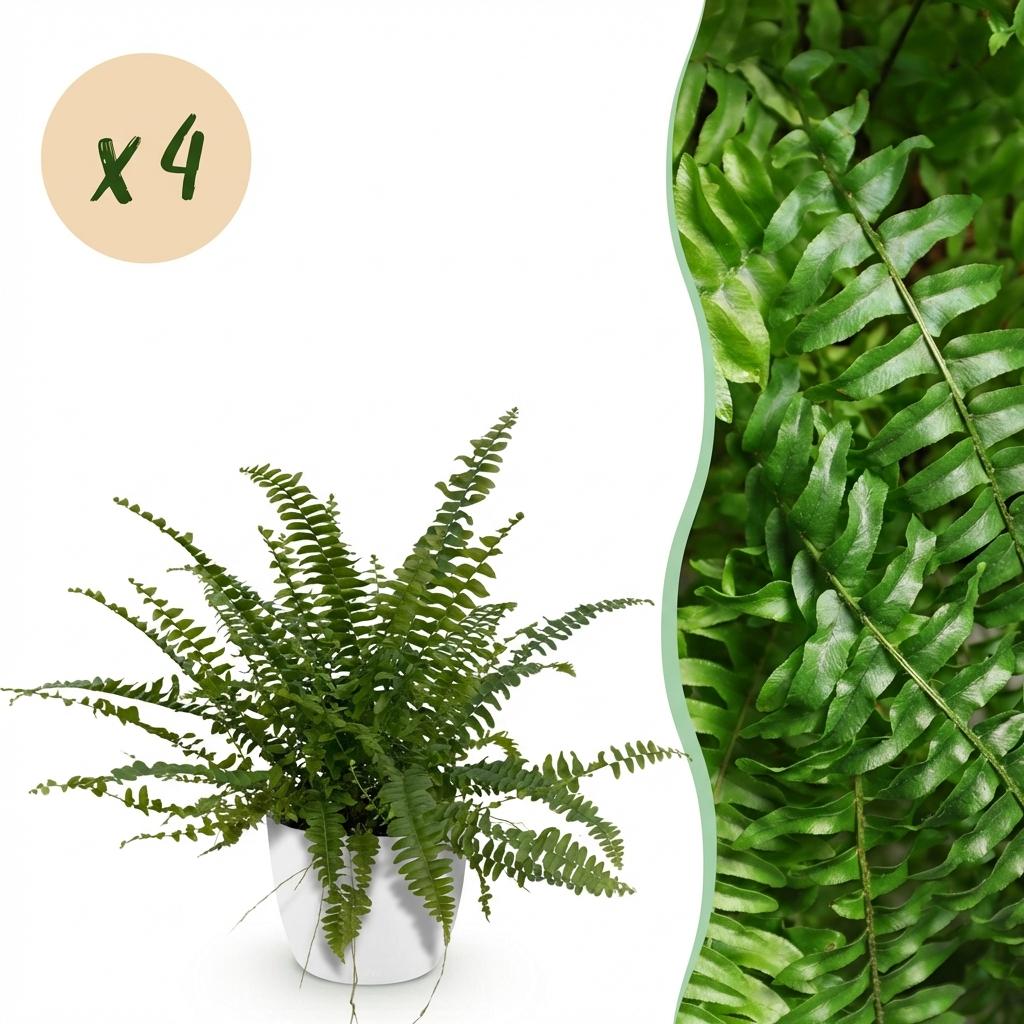 Nephrolepsis exaltata Green Lady - Varen - Huisdiervriendelijke Plant - Groen - 4 Planten - met Potter Wit - Pot 12cm - Hoogte 25cm