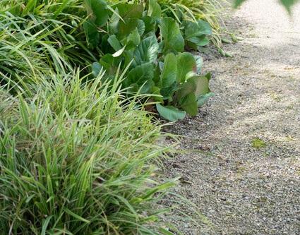 24x Bergenia cordifolia 'Herbstblüte' - ↕10-25cm - Ø9cm