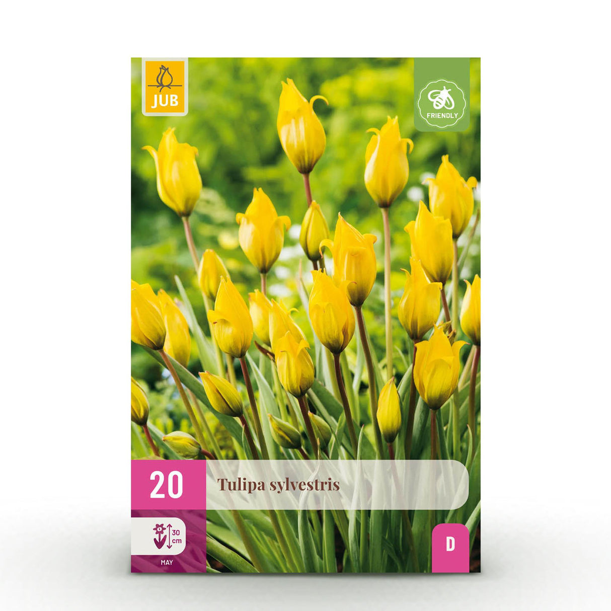 Green boutiQ - Blumenzwiebeln - Tulpe Sylvestris - Farbe Gelb - 20 Stück - Zwiebelgröße 5/6 - XXL Pack