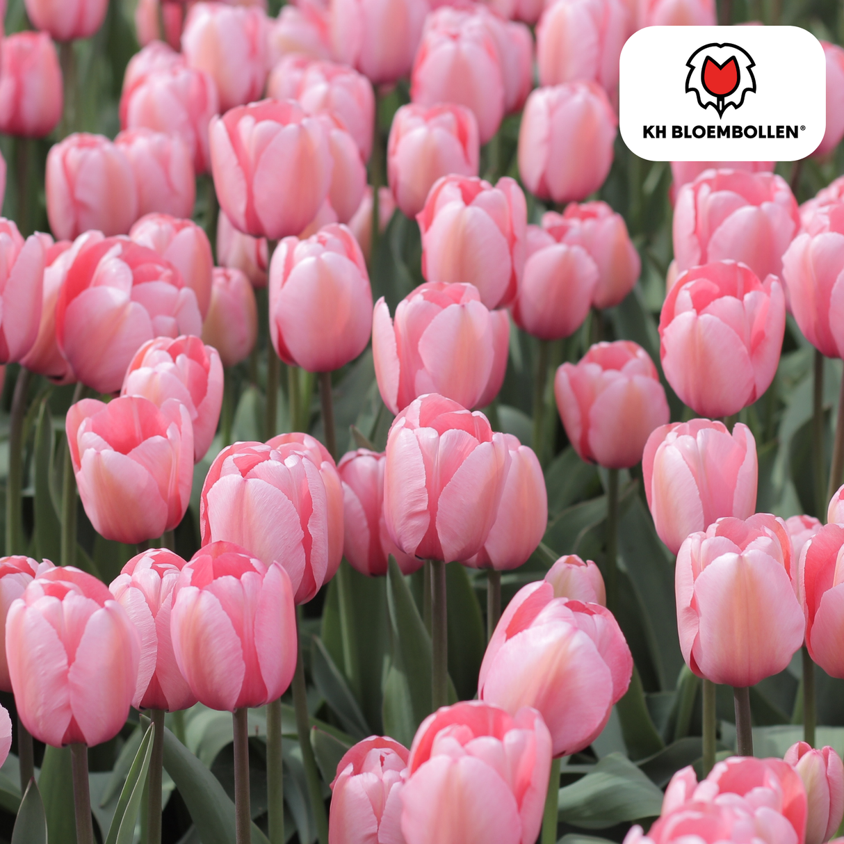 Tulpenzwiebeln Apricot Delight – 20 Stück | KH Bloembollen® | Rosa Apricot Tulpe – Sanft & Frisch – Geschenk für Garten oder Topf – Größe 11/12 – Frisch vom Züchter!