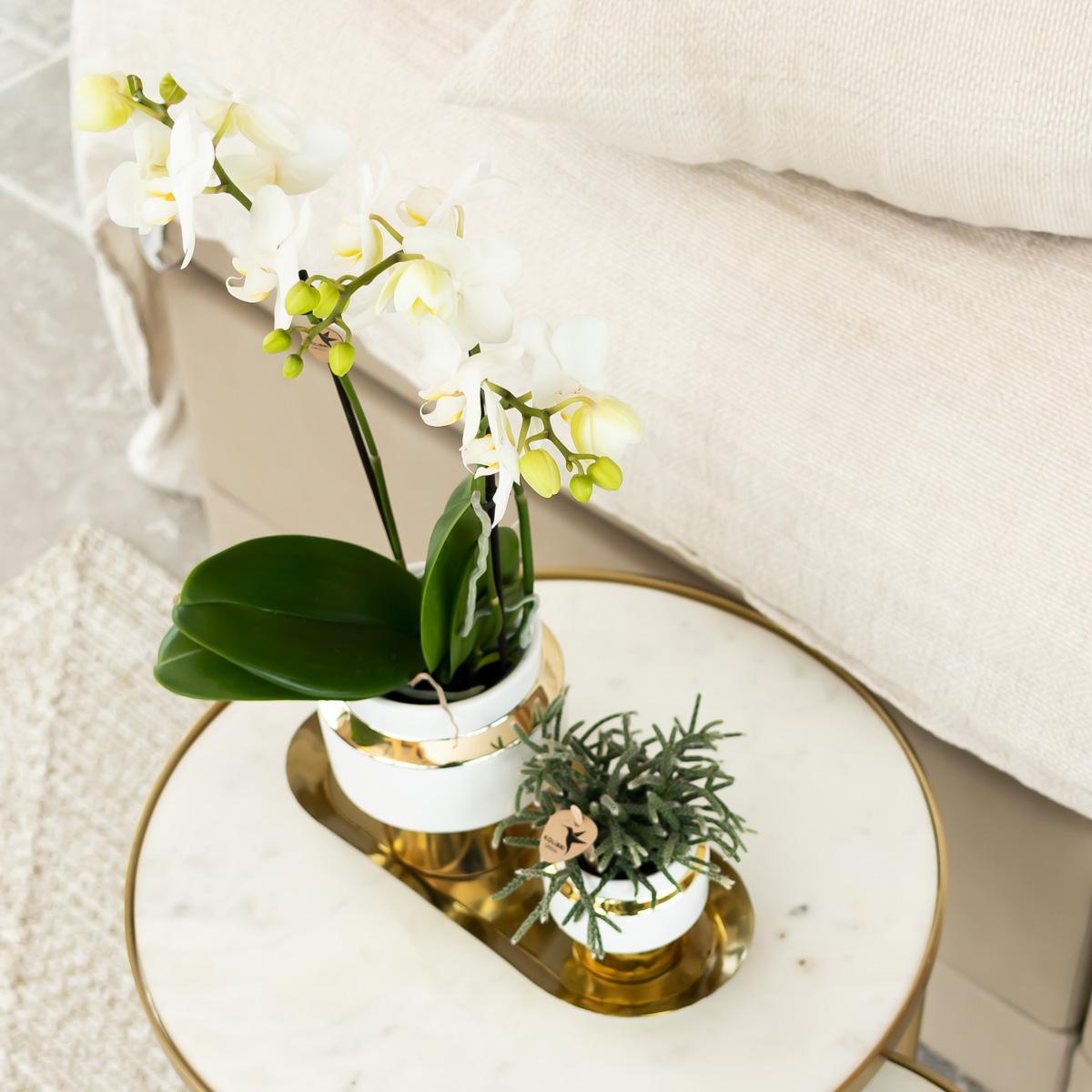 Kolibri Orchids | Witte Phalaenopsis orchidee – Amabilis + Le Chic sierpot goud – potmaat Ø9cm – 40cm hoog | bloeiende kamerplant in bloempot - vers van de kweker