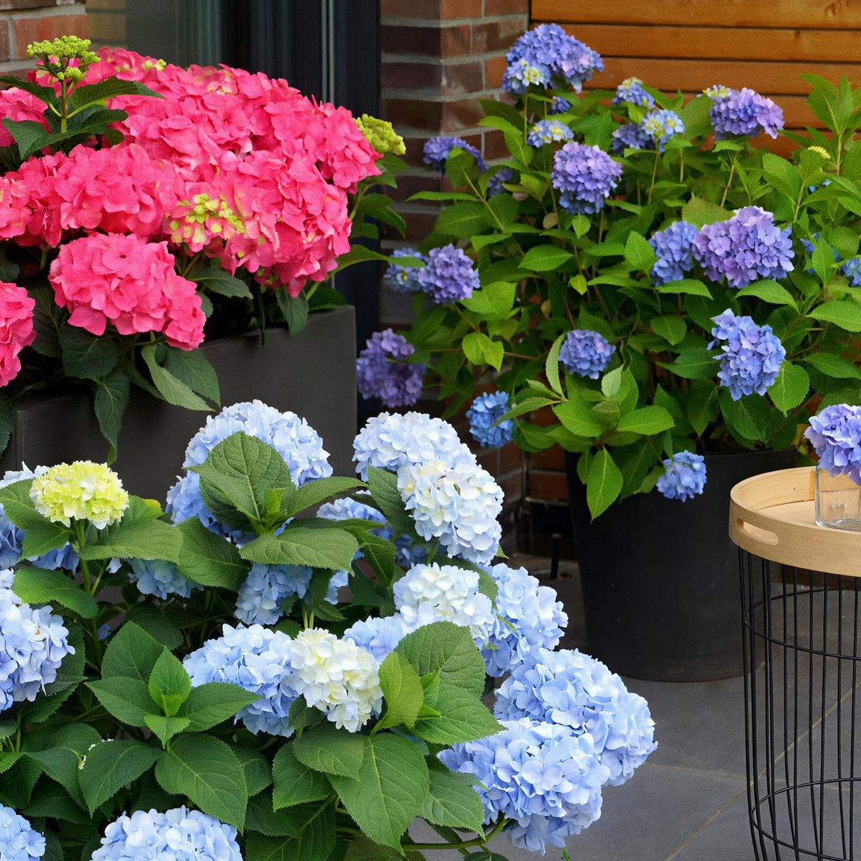 Green boutiQ - Tuinplant - Hydrangea Endles Summer The Orginal Blue - Hortensia - Winterhard - Blauw - 4 Planten - Pot 14cm - Hoogte 20-25cm