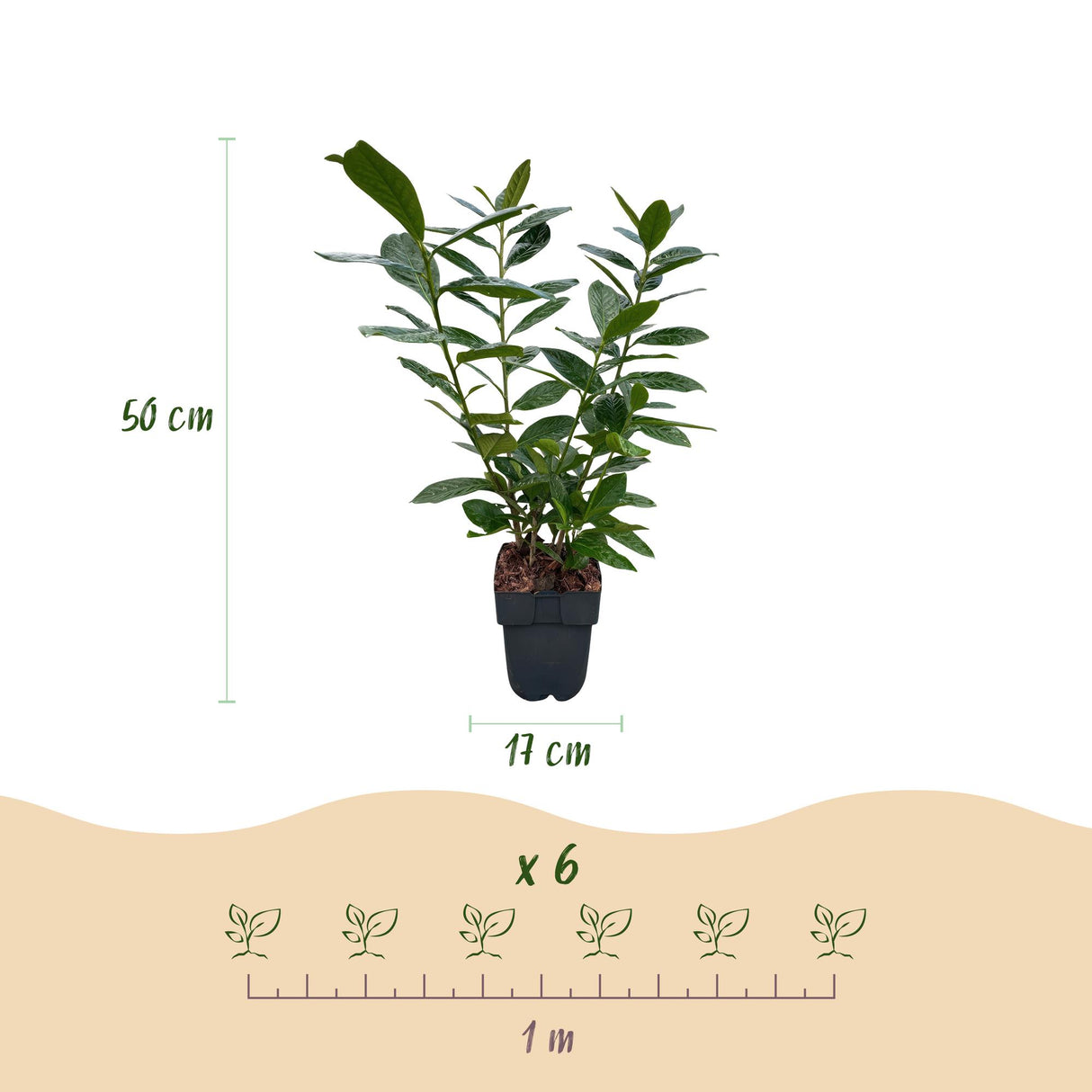Green boutiQ - Haagplanten - Prunus laurocerasus Novita - blad groen - 6 planten - 1 strekkende meter - groenblijvend - pot 17cm hoogte 50cm