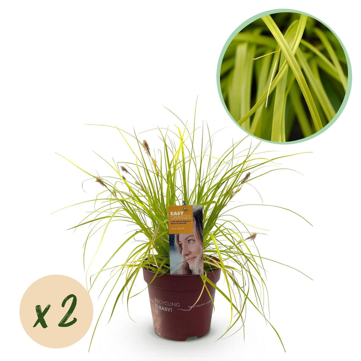 Green boutiQ - Siergrassen - Carex oshimensis Everillo - Geel - 2 Planten - Bladhoudend - Weinig Onderhoud - Pot 17cm Hoogte 50cm