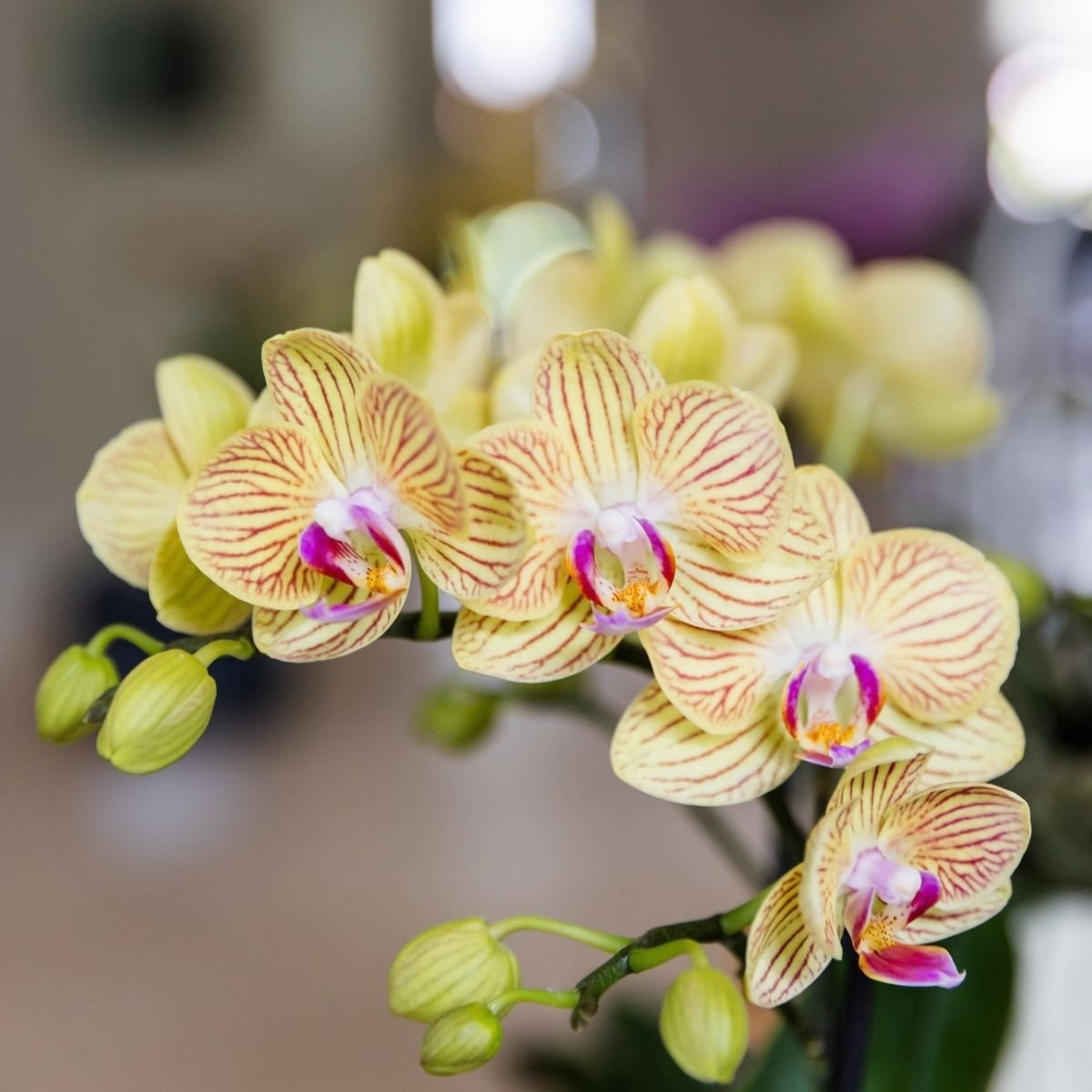Kolibri Orchids | Gift Set Horizon Geel - Gele Phalaenopsis Orchidee Blossom Lima & Succulent