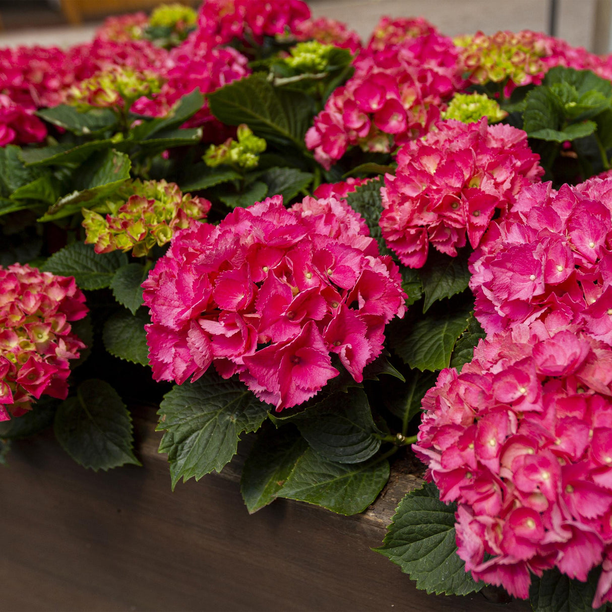 Hortensia / Hydrangea macrophylla Rood - Bloem Rood - 3 Planten - 1 m2 - Bladverliezend - Weinig Onderhoud - Pot 17cm Hoogte 30cm