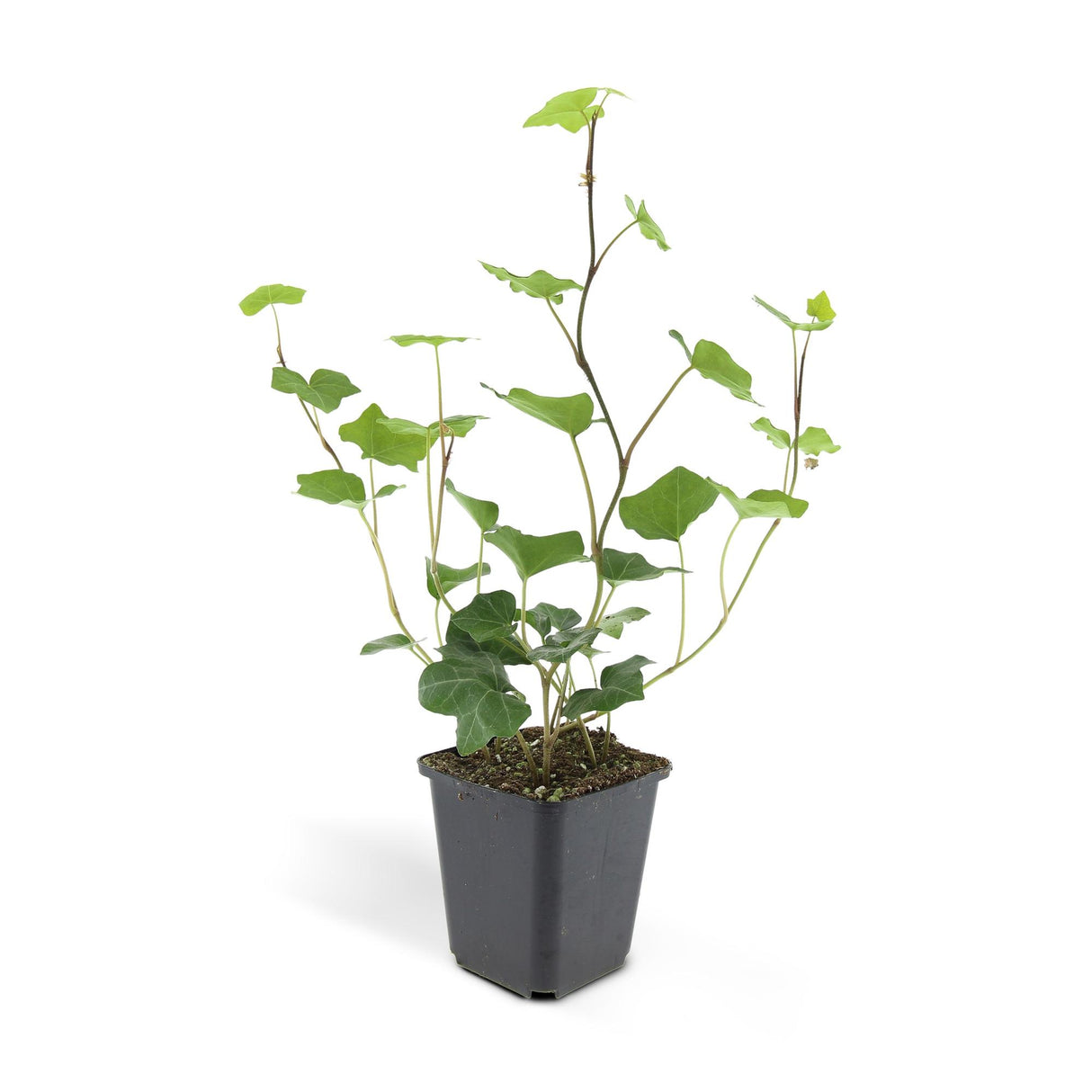 48x Hedera Hibernica - ↕10-25cm - Ø9cm