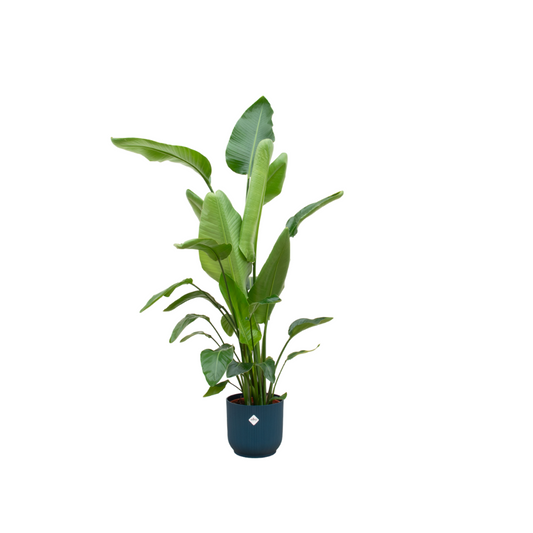 Strelitzia Nicolai + Pot Blauw - ↕160cm - Ø30cm