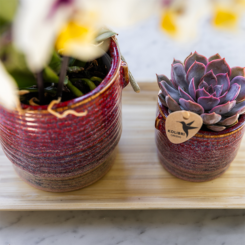 Kolibri Orchids | Coffret cadeau Aura | Orchidée Phalaenopsis rose Congo avec plante verte dans des pots décoratifs Aura sur plateau en bambou