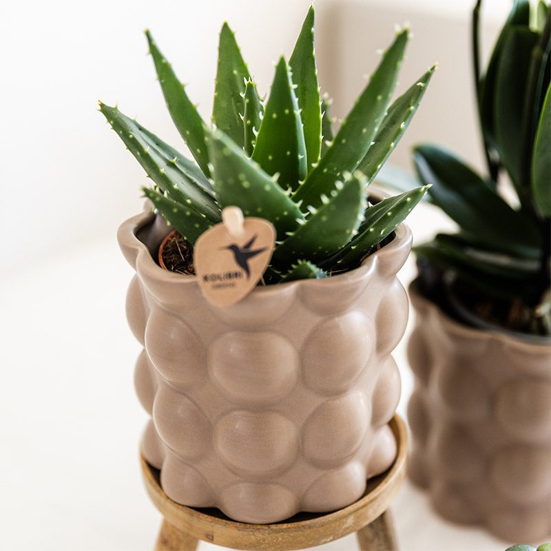 Kolibri Orchids | Plantenset Cotton zand | Groene planten met witte Phalaenopsis orchidee Ghent in keramieken sierpotten