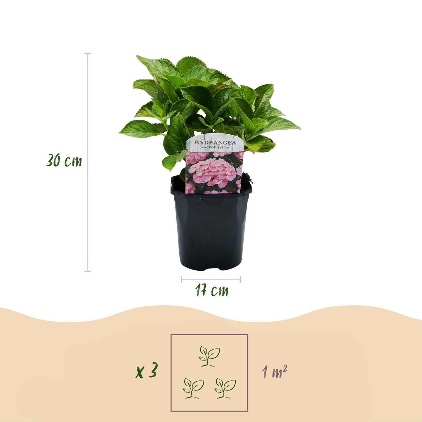 3x Hortensia / Hydrangea macrophylla Roze – ↕30 cm – ⌀17 cm