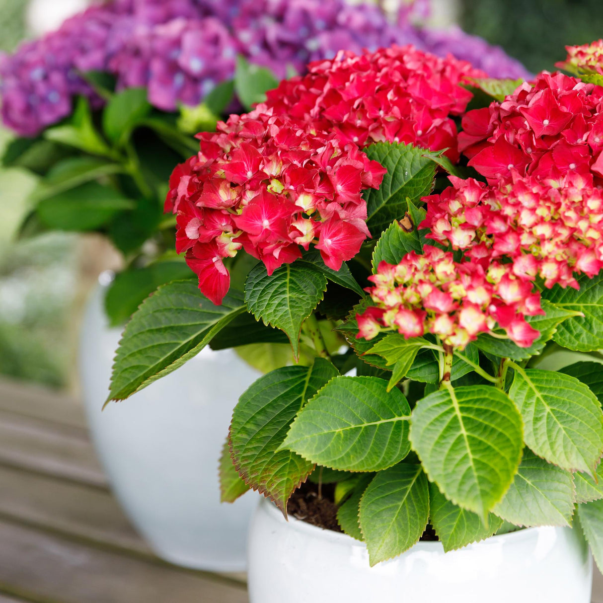 Hortensia - Hydrangea Forever & Ever - Rood - 7-12 Bloemen - Pot 23cm Hoogte 55cm