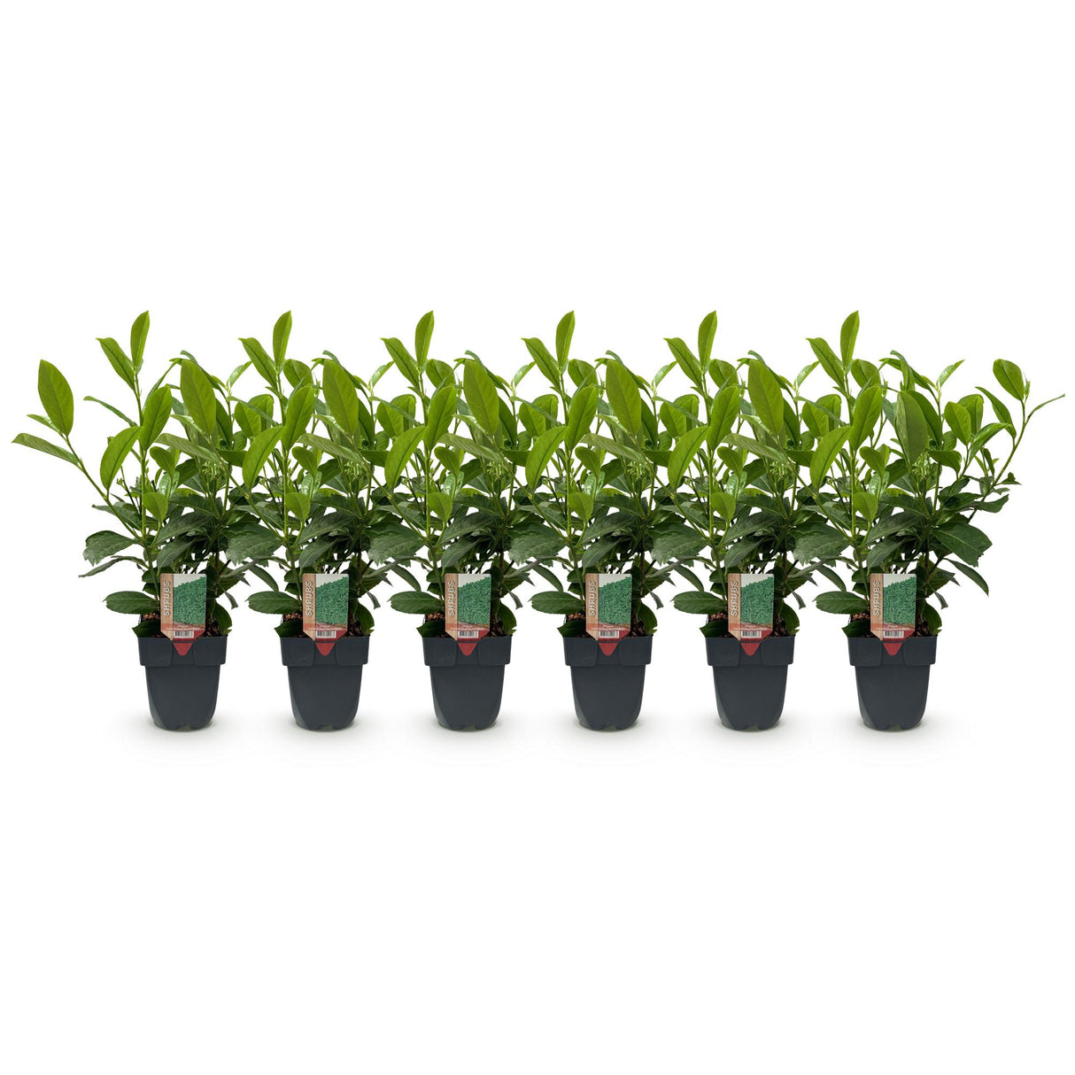 Green boutiQ - Haagplanten - Prunus laurocerasus Rotundifolia - blad groen - 6 planten - 1 strekkende meter - groenblijvend - pot 17cm hoogte 50cm