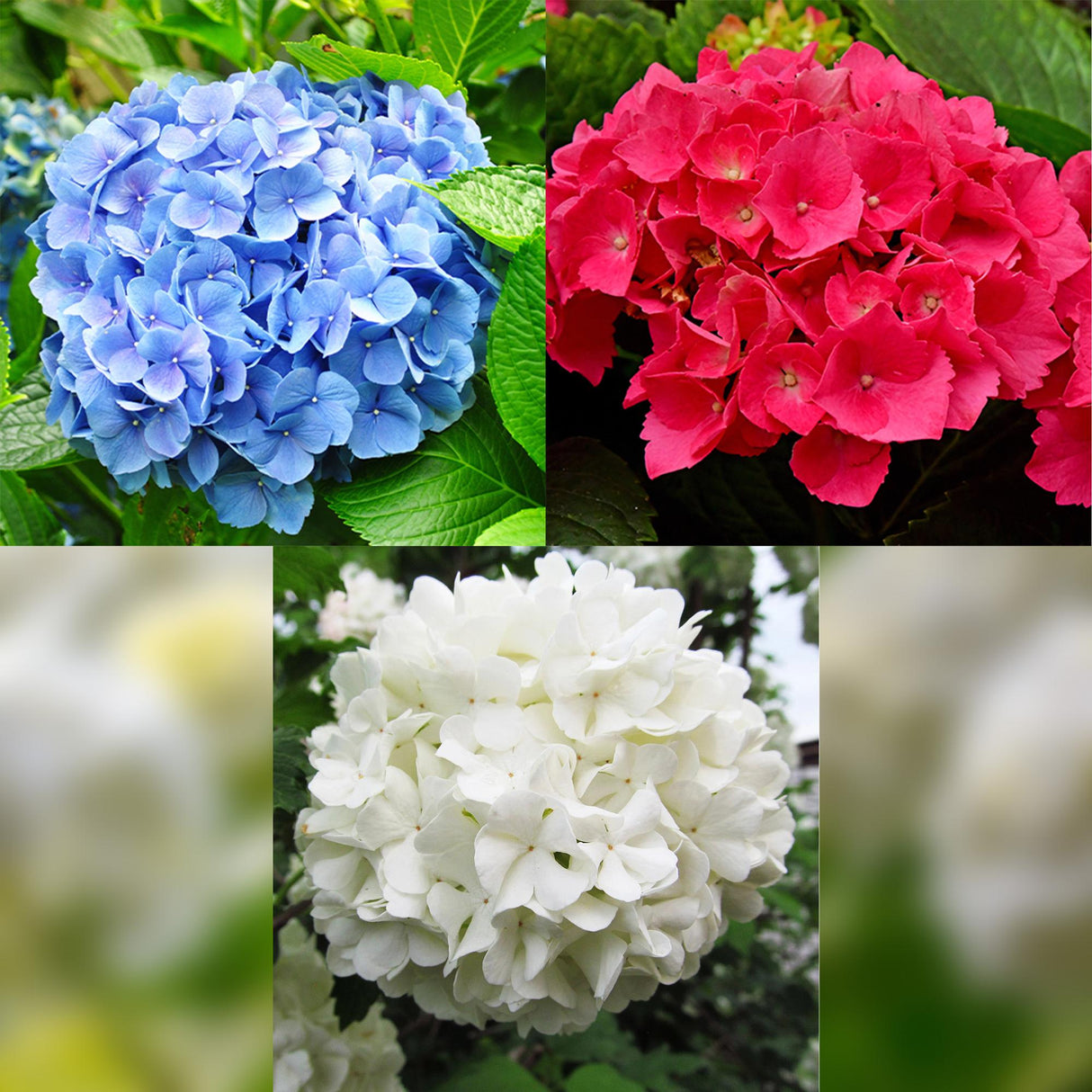 Hortensia / Hydrangea macrophylla Tricolour - Bloem Blauw, Roze en Wit - 3 Planten - Bladverliezend - Weinig Onderhoud - Pot 17cm Hoogte 30cm