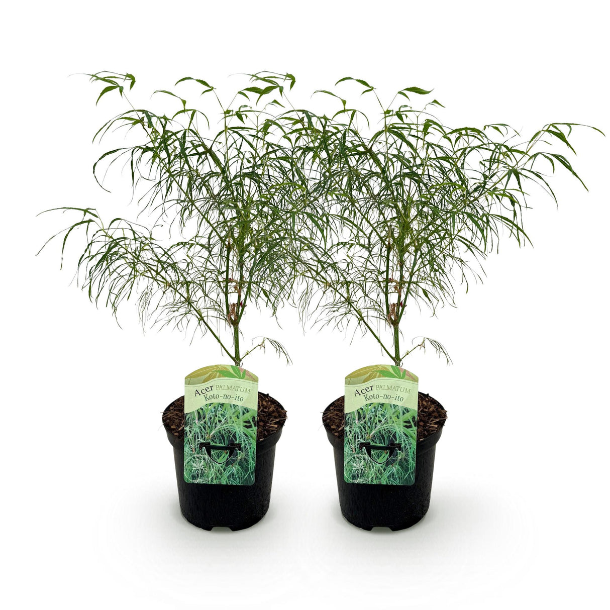 Green boutiQ - Terrasplant - Japanse Esdoorn - Acer palmatum Koto-no-ito - Groen - 2 Planten - Bladverliezend - Pot 19cm Hoogte 70cm