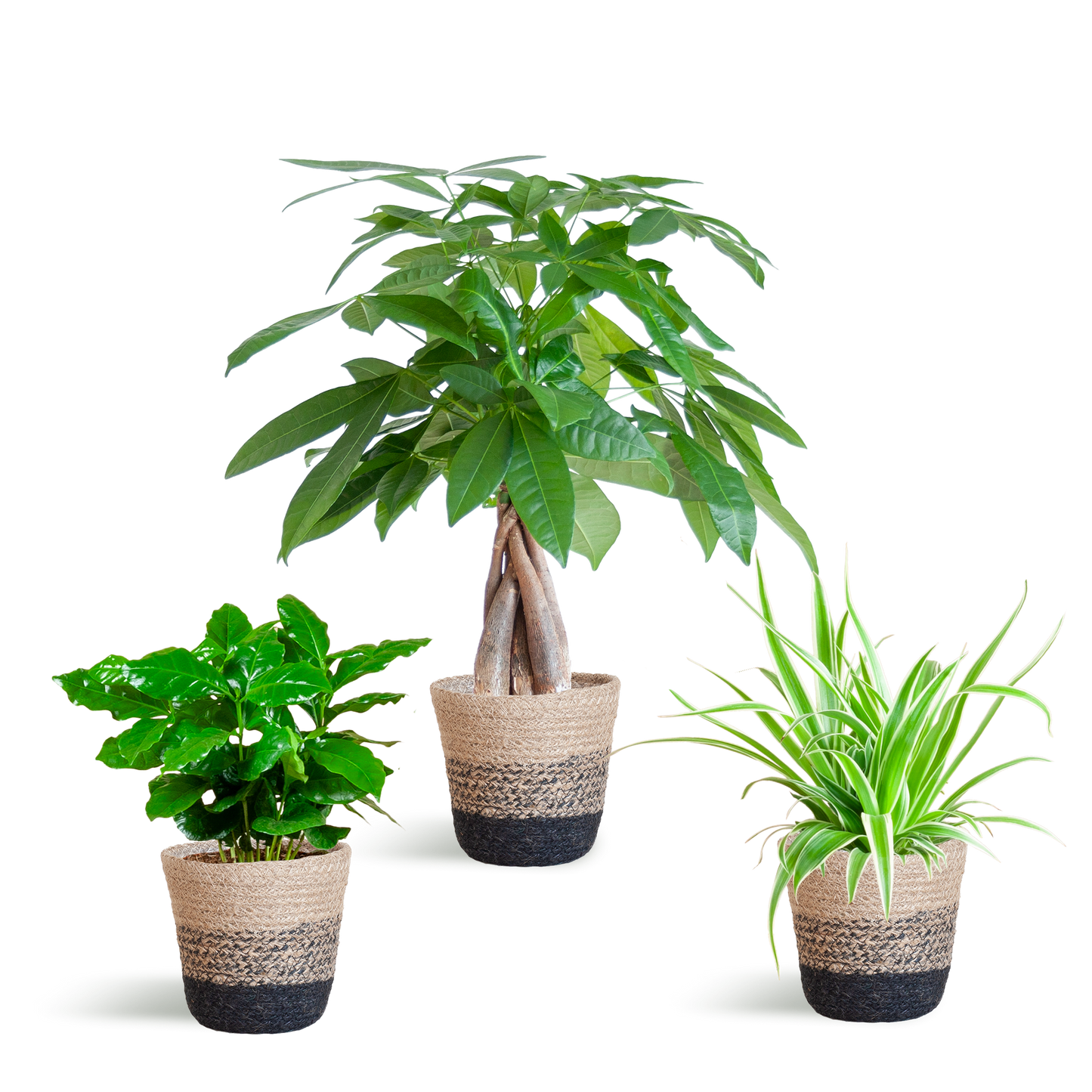 Diervriendelijke Plantenset - incl. Mand - ↕35cm - Ø12cm