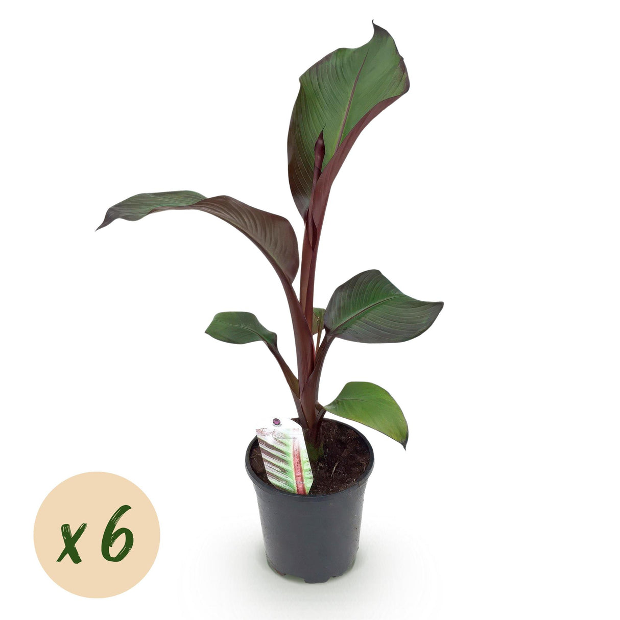 Green boutiQ - Obstpflanze - Bananenpflanze - Ensete ventricosum Maurelli - Winterhart - 6 Pflanzen - Topf 17cm Höhe 40cm