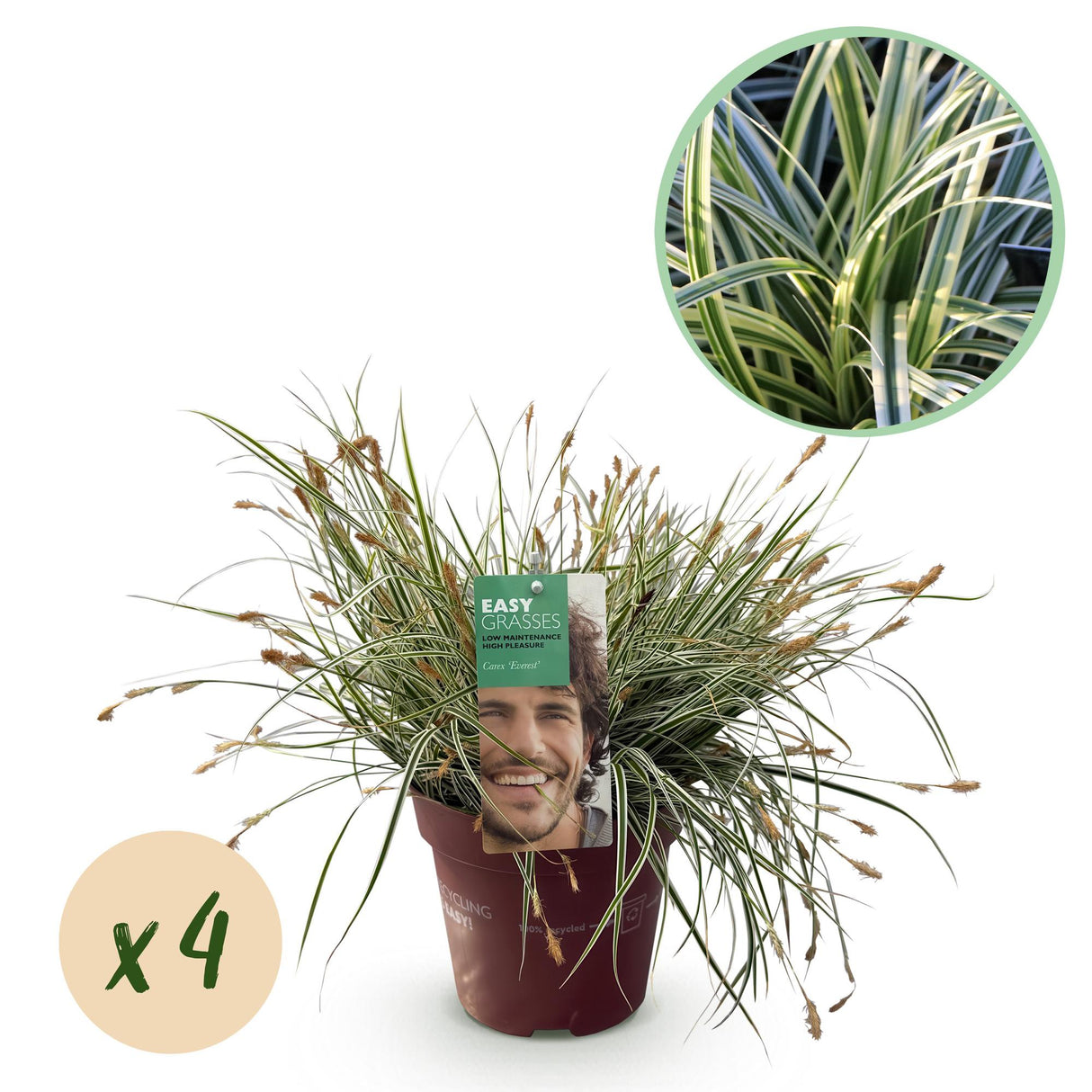Siergrassen - Carex oshimensis Everest - Wit en Groen - 4 Planten - Bladhoudend - Weinig Onderhoud - Pot 17cm Hoogte 50cm