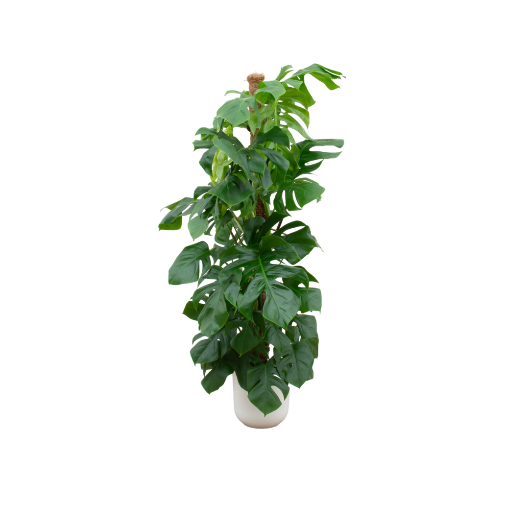 Monstera Pertusum + Pot Wit - ↕150cm - Ø26cm