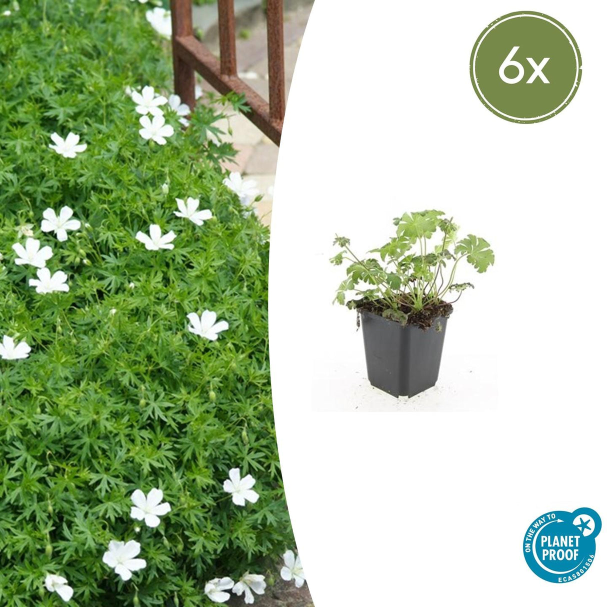 6x Geranium sang. 'Album' - ↕10-25cm - Ø9cm