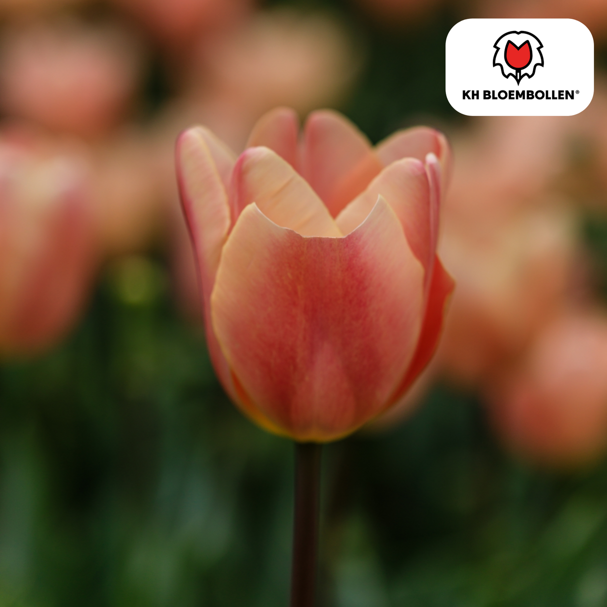 Bulbes de tulipes Apricot Foxx – 20 pièces | KH Bloembollen® | Tulipe saumonée – Élégante & à grandes fleurs – Pour jardin ou pot – Taille 11/12 – Frais du producteur