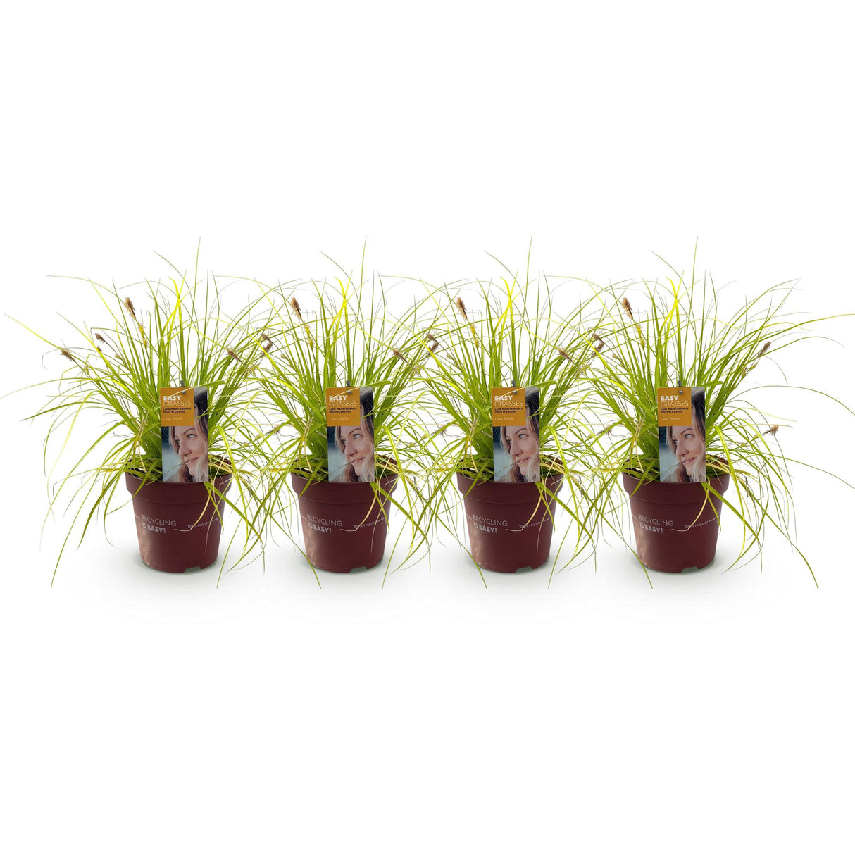 Siergrassen - Carex oshimensis Everillo - Geel - 4 Planten - Bladhoudend - Weinig Onderhoud - Pot 17cm Hoogte 50cm