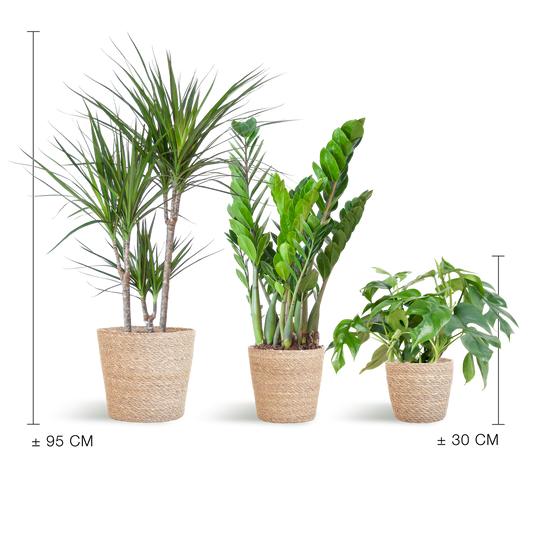 Schaduw Plantenset - incl. Manden