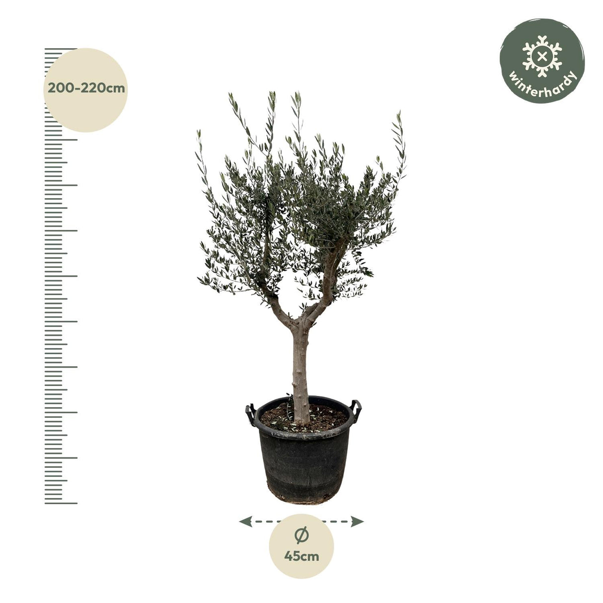 Olijfboom / Olea Europaea Cultivo – ↕220cm – ⌀40cm – in pot