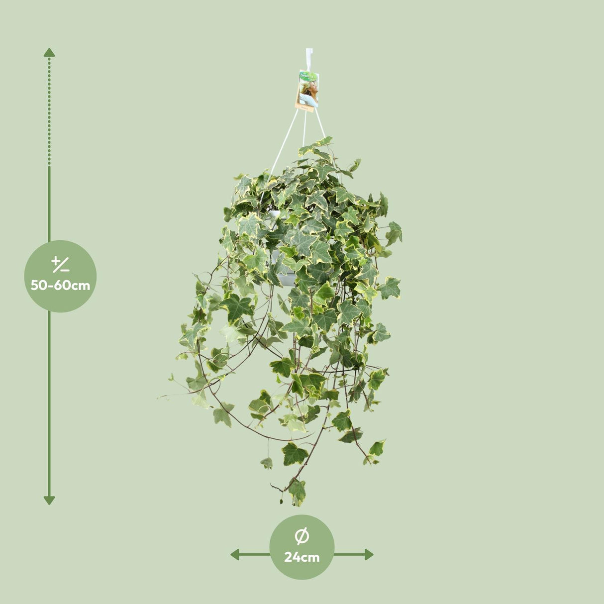 Lierre / Hedera Helix Plante Suspendue - Ø24cm - ↕60cm