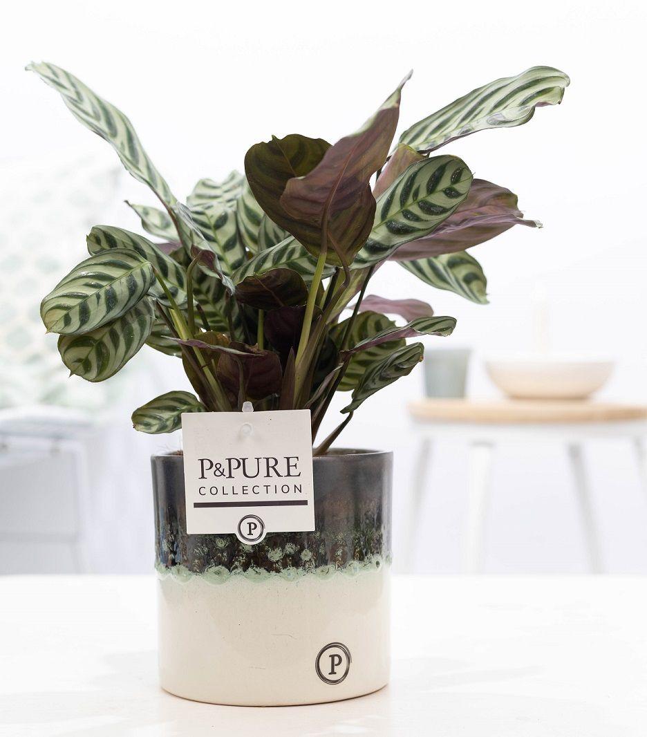 Ctenanthe Burle Marxii en pot Illusion Cer. - Ø12cm - ↕25cm