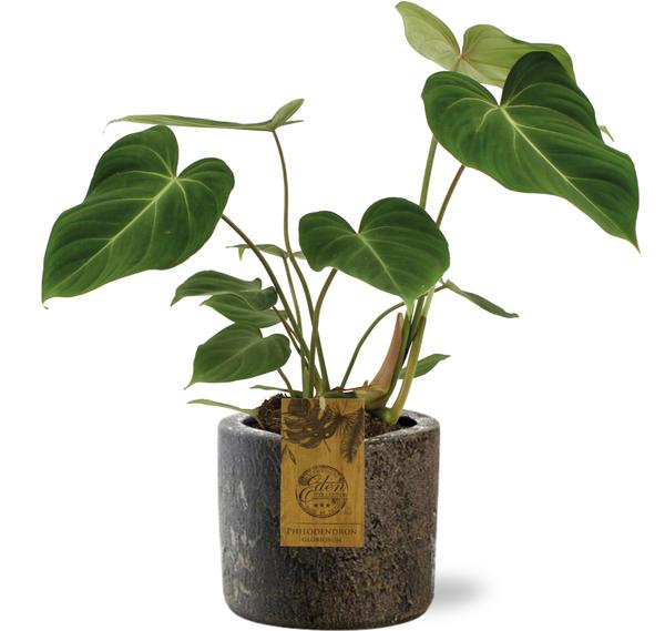 Philodendron Gloriosum + bruine Pot - ↕40cm - Ø15cm