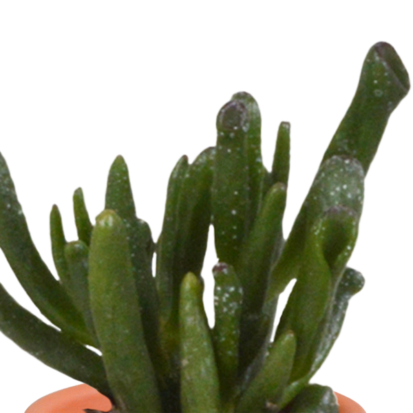 Cactus & vetplanten + terracotta pot - ↕8-13cm - Ø6cm - x15