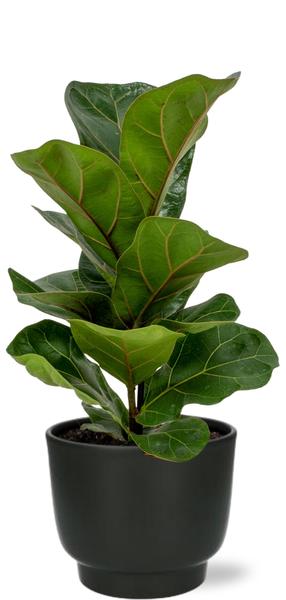 Ficus Lyrata + zwarte Pot - ↕30cm - Ø12cm