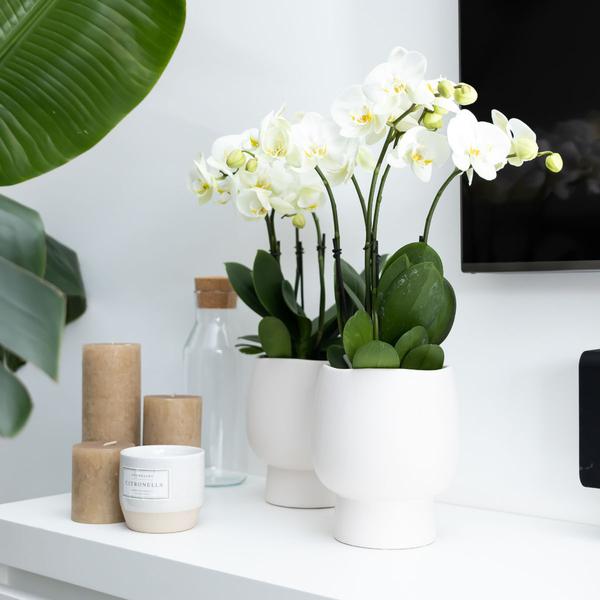 Witte Phalaenopsis orchidee - Jewel Ghent - potmaat Ø12cm