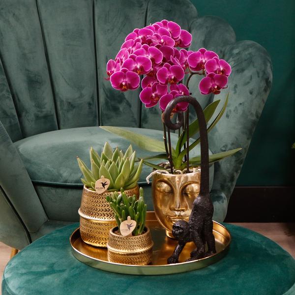 COMBI DEAL 4 paarse Morelia phalaenopsis orchideeën - Ø9cm