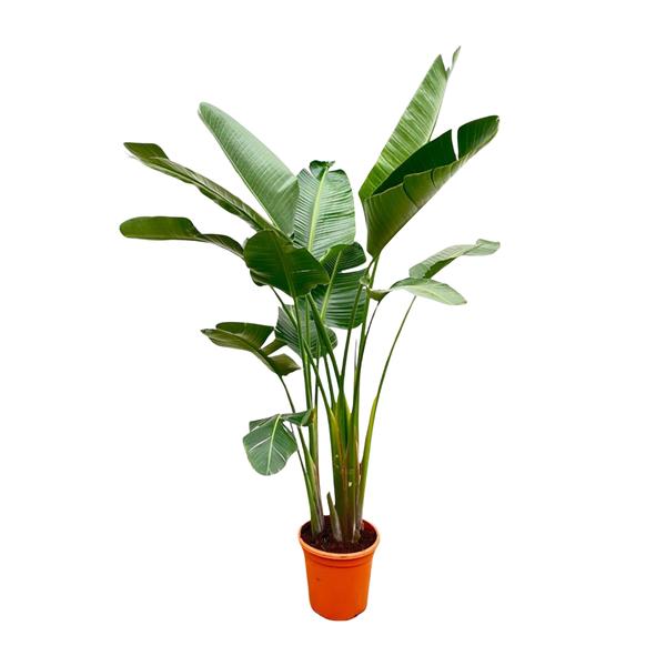 Strelitzia Augusta de luxe XXL - ↕250cm - Ø38cm