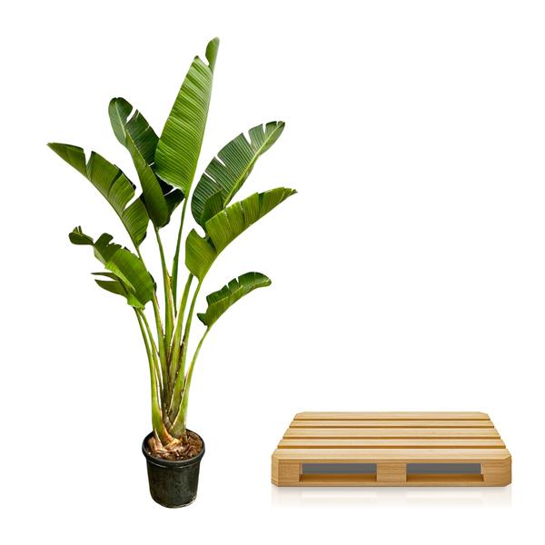Paradijsvogelplant / Strelitzia Augusta XXL - ↕250cm - Ø45cm