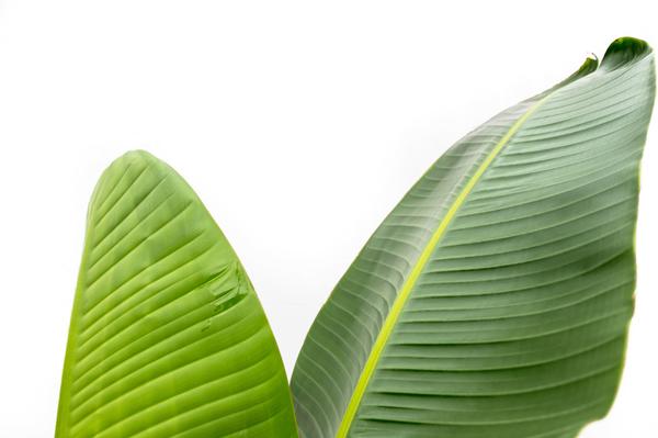 Strelitzia Augusta XXL - ↕210cm - Ø30cm