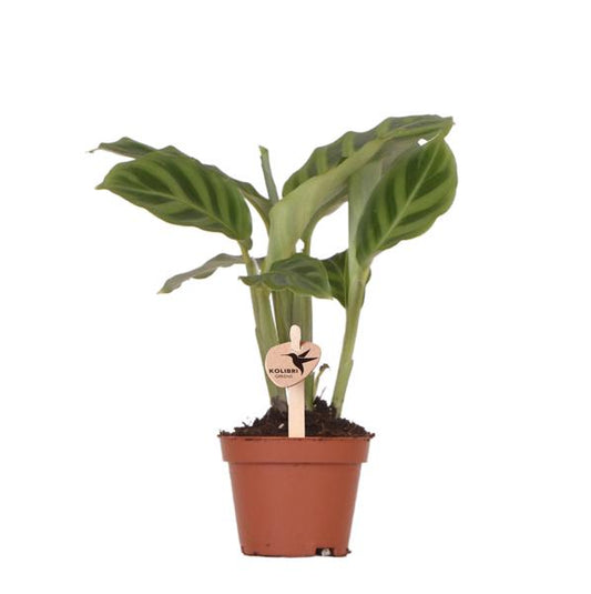 Calathea - Ø6cm